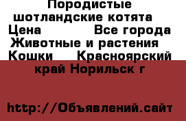 Породистые шотландские котята. › Цена ­ 5 000 - Все города Животные и растения » Кошки   . Красноярский край,Норильск г.